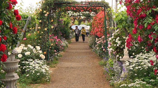 🌹 사토 배나무 과수원 로즈 가든(사토 리엔 로즈 가든)